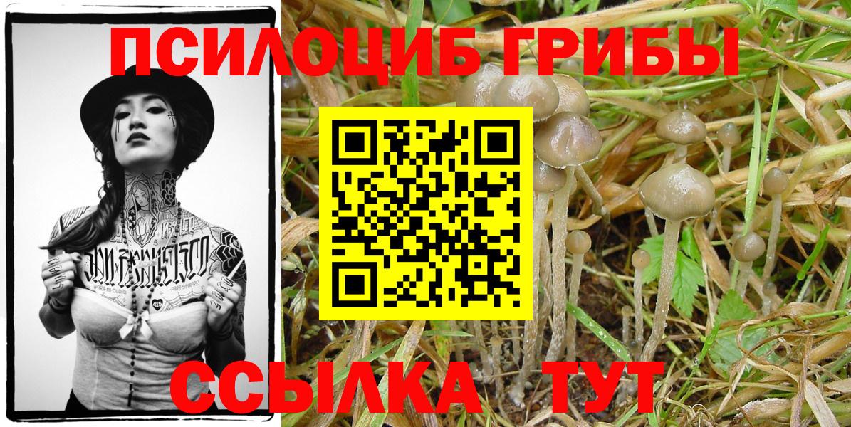Урус-Мартан  Галлюциногенные грибы Psilocybe  Вход с VPN 
